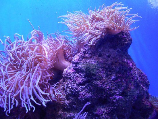 Sea Life Sydney Aquarium